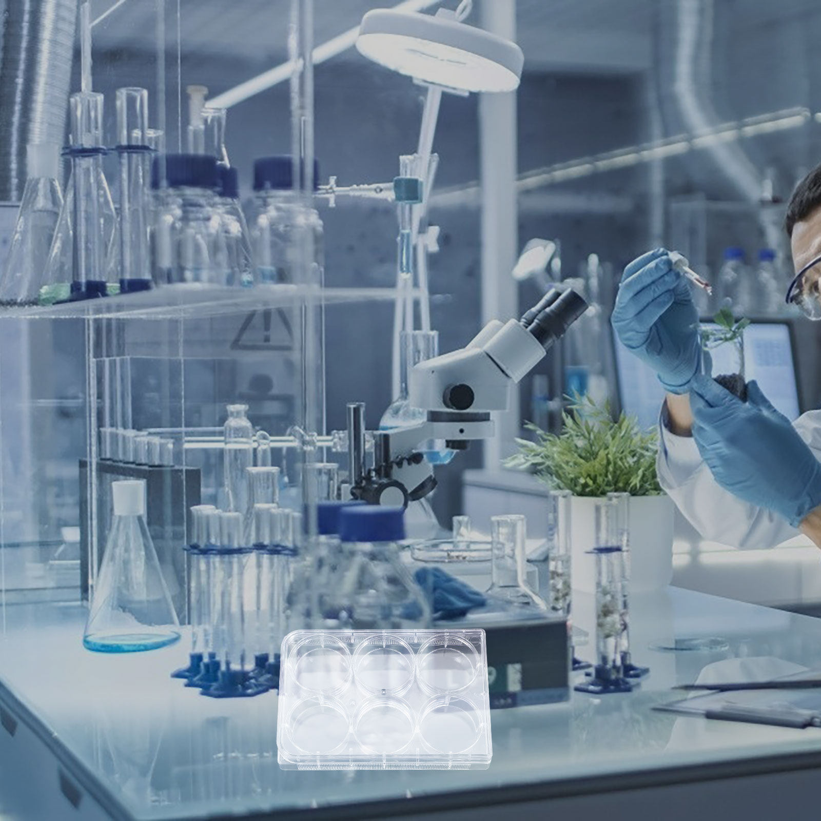 Tissue Culture Plate 6 Wells S - Lab Equipment 评论和价格